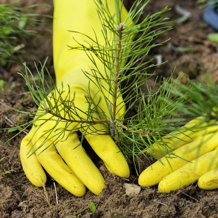 Bio_conoce's tweet photo. Arborización 🌳 Biodiversidad 🐦🌱🦜? 

Expertos consideran que, Arborizar una ciudad, se debe estudiar el tipo de especie de árbol a sembrar 🌳, el número en porcentaje % de especies y generos de árboles 🌳🌲🌴 nativos y exóticos, la migración de aves 🐦🦜 y de otros animales. https://t.co/WR9cqmOlsP