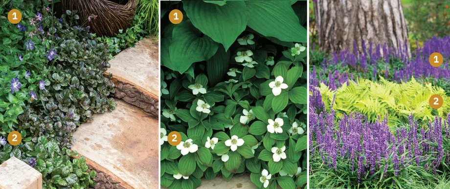 BGoldfuss13's tweet photo. Keep your region's climate in mind when pairing groundcovers. Learn more here. #homeprojects #landscaping https://t.co/WPGGZ7tkAK https://t.co/jVIohDQl1l