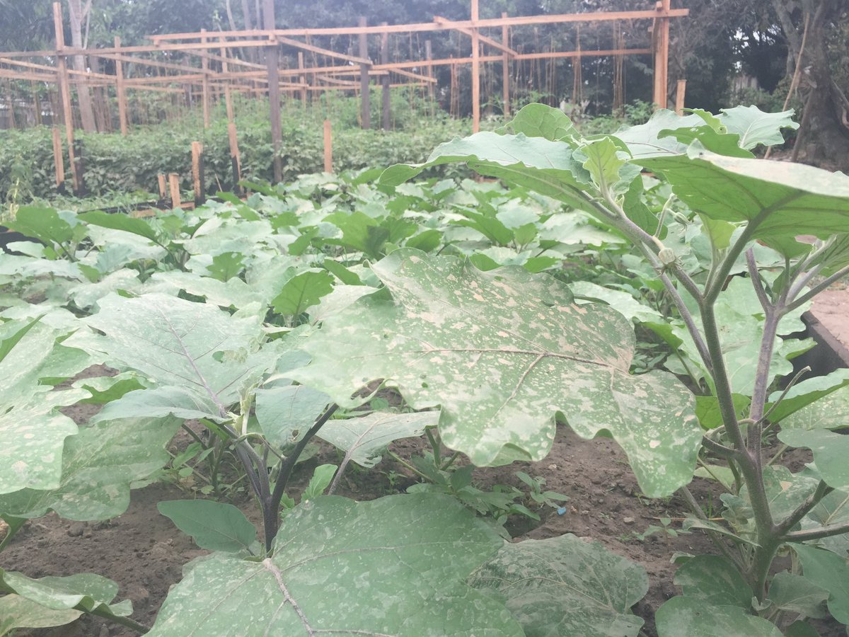 N’attendez pas de manquer pour quémander à manger !
Plantez au fond de votre parcelle, le long du mur;

radiookapi.net/sites/default/…

Le fumier, faites le avec les déchets ménager ;
Utilisez du guano comme pesticide naturelle et engrais