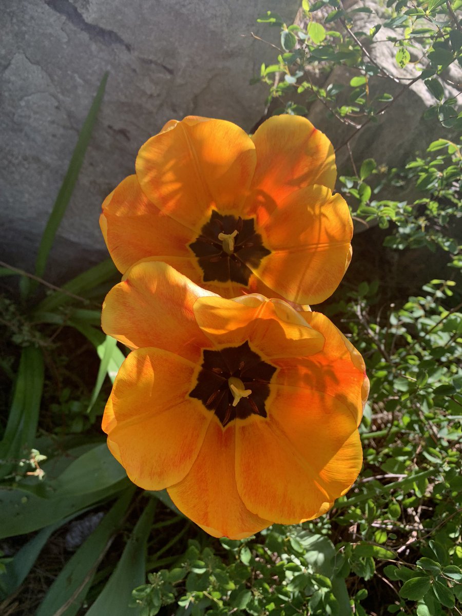 JenLRPhoto's tweet photo. Tulip season is here. Just a few beauty’s from my garden. #flowers #spring #naturelover #tulip #garden #TwitterNatureCommunity https://t.co/uyx9rjh4T2