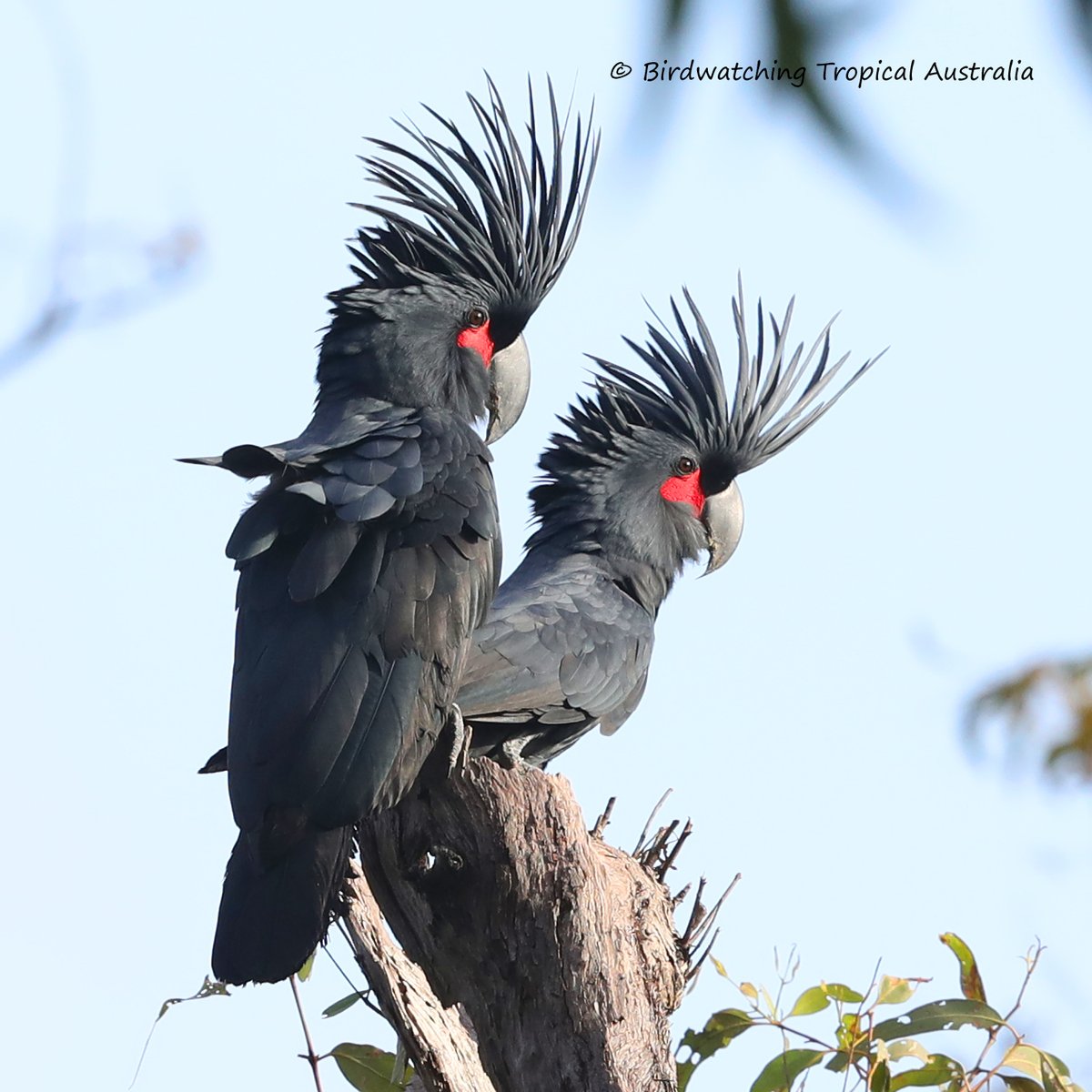 BirdwatchingT's tweet photo. A pair of Palm Cockatoo photographed at Iron Range on one of last years tours. They where investigating this hollow tree on which the male was drumming with his foot. https://t.co/y2wp2d523v