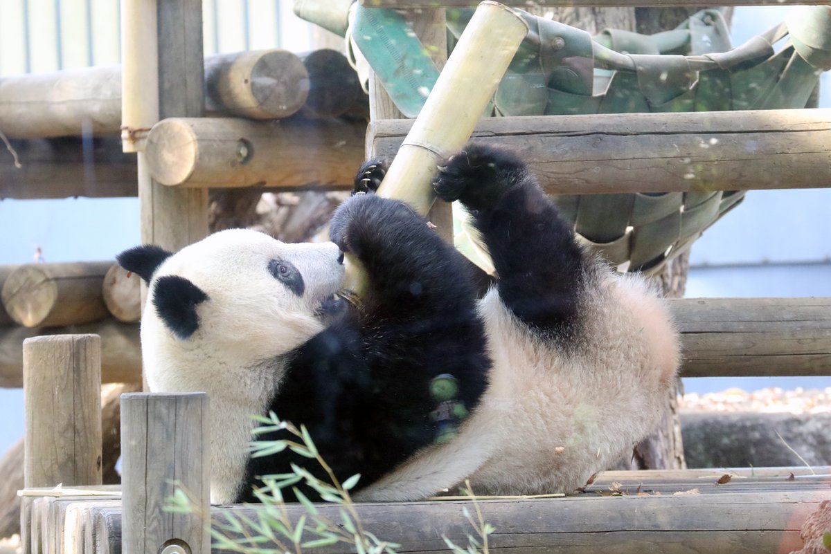 活発にお庭で動き回っていた #シャンシャン 櫓の下から竹筒を引っ張り上げてごろごろ 撮影2021.12.5 #香香 #xiangxiang #パンダ #giantpanda #上野動物園