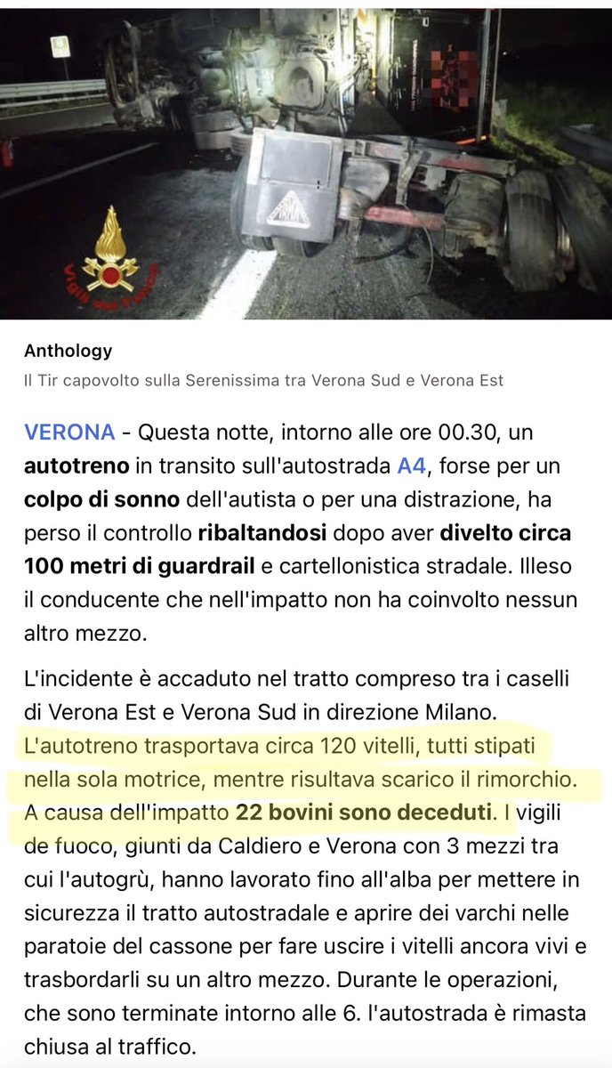 nikaquinze's tweet image. 120 vitelli chiusi in poco più di 30 metri quadrati. 120 cuccioli chiusi in una gabbia di metallo e sparati a 90 km/h con destinazione un mattatoio sporco di merda e sangue. Vigliacchi. Vigliacchi e parassiti. #infami