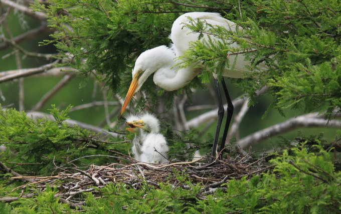 Great Egret nest