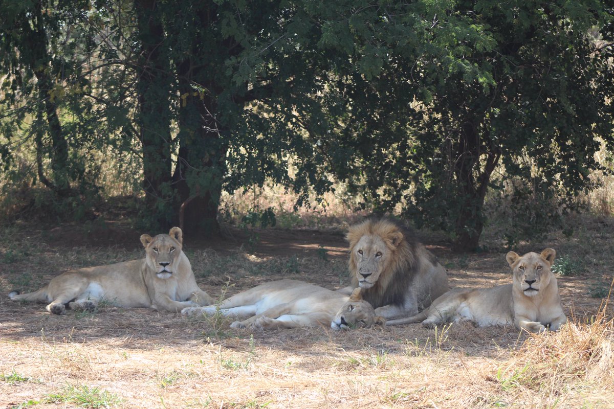 Happy weekend to our lovely supporters from the Dambwa Pride (well a select few of them anyway!) #Lions #LoveLions #Charity #RaiseFunds #Sponsors #LoveAnimals #protectlions #HelpLions #FeedLions