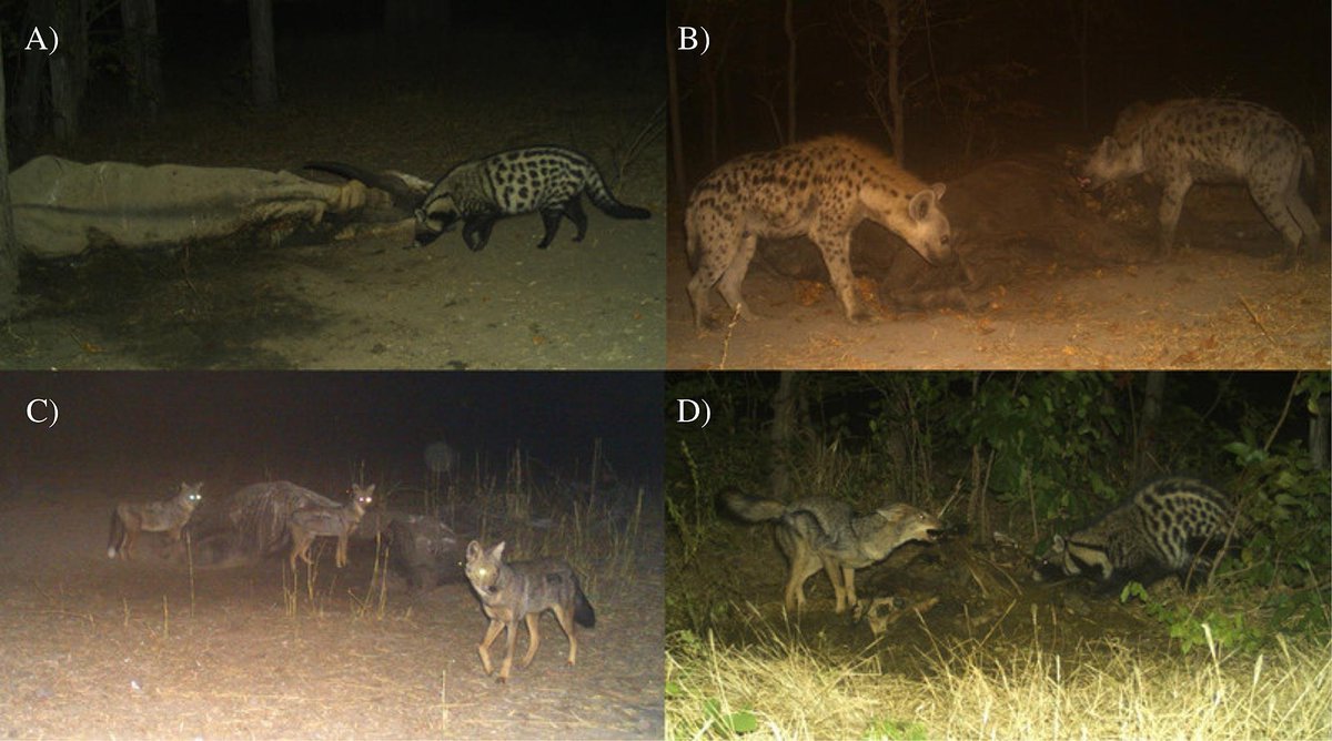 Rob Davis (@robdavis1104) on Twitter photo 🚨 NEW PAPER! We assess mesocarnivore carcass use & intraguild dynamics in Liwonde NP 🇲🇼 as part of the #FoodWebs special issue #CameraTraps & #FoodWebEcology 📸
In collaboration w. <a href="/livisiev/">Olivia Sievert</a> @EleanorComley <a href="/malawiwildlife/">Lilongwe Wildlife Trust</a>
#OA available for 50 days! 👇
authors.elsevier.com/c/1h46p8MrlBCx… 🚨 NEW PAPER! We assess mesocarnivore carcass use & intraguild dynamics in Liwonde NP 🇲🇼 as part of the #FoodWebs special issue #CameraTraps & #FoodWebEcology 📸
In collaboration w. <a href="/livisiev/">Olivia Sievert</a> @EleanorComley <a href="/malawiwildlife/">Lilongwe Wildlife Trust</a>
#OA available for 50 days! 👇
authors.elsevier.com/c/1h46p8MrlBCx…