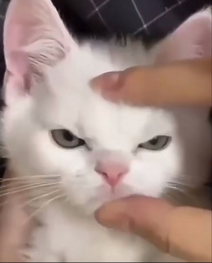 meownid_'s tweet photo. @abr_br2 هه https://t.co/aS0ooa6Etq