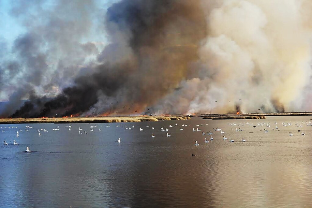 Fire saves birds 🦃🦆🦢

We use #rxfire to conserve critical habitats for migratory birds. #Rxburns also provide opportunities for hunters, birdwatchers and recreationists by keeping landscapes healthy enough to sustain animal populations.

#WorldMigratoryBirdDay

📸 USFWS