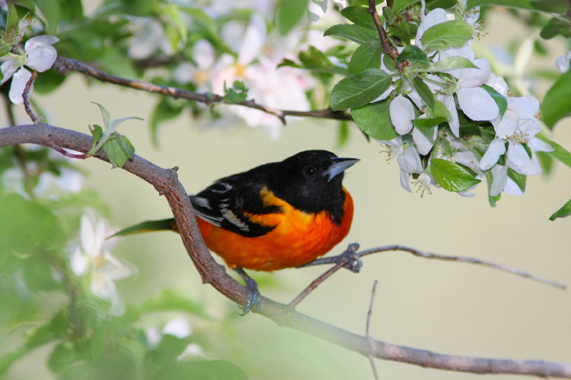 RBGCanada's tweet photo. Today is #WorldMigratoryBirdDay2023! Spanning wetlands, grasslands, and forests, RBG's nature sanctuaries are an exceptional place to observe the springtime migratory birds! 

ℹ️ https://t.co/BJhIhJJRgu
📲 Report your sightings with @inaturalist app! https://t.co/NazQGxOifq