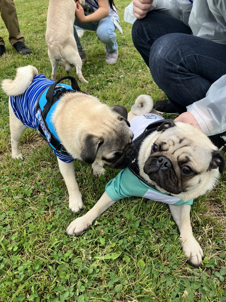 Pug__uuupeee's tweet photo. こんなに追いかけ回しといて嗅がれるのはダメなんかい!ひどい男だようーぺーは😭
#パグ #pugmeetup https://t.co/4H4tDTqn2K