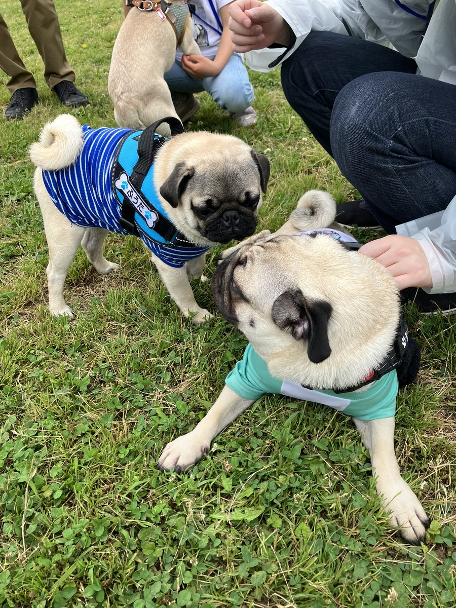Pug__uuupeee's tweet photo. こんなに追いかけ回しといて嗅がれるのはダメなんかい!ひどい男だようーぺーは😭
#パグ #pugmeetup https://t.co/4H4tDTqn2K