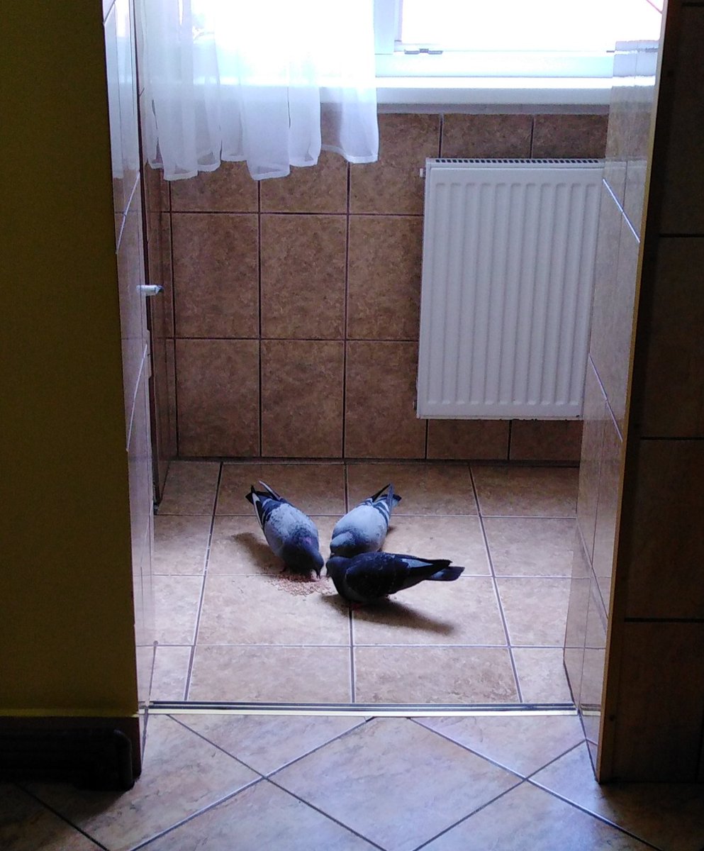 dindan50's tweet photo. Companie 🕊️🕊️🕊️ https://t.co/Dnkkof39b7