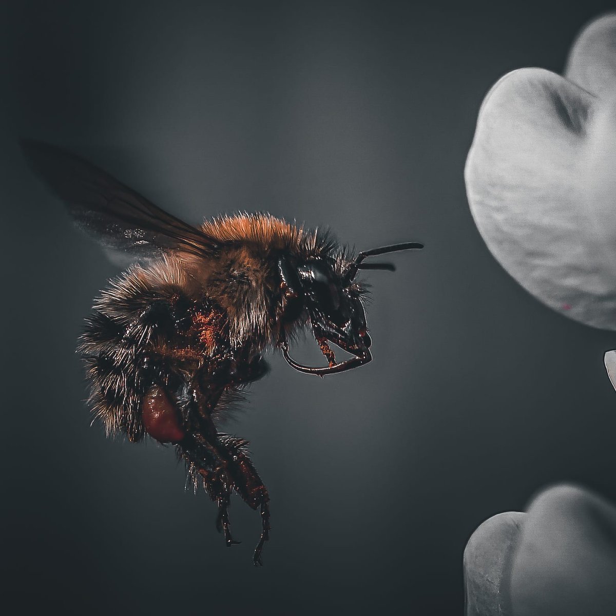 glennmartin50's tweet photo. Beautiful Bee. #bees #beephoto #NaturePhotography #naturelovers #TwitterNatureCommunity #TwitterNaturePhotography #wildlifephotography https://t.co/d673eLDrL4