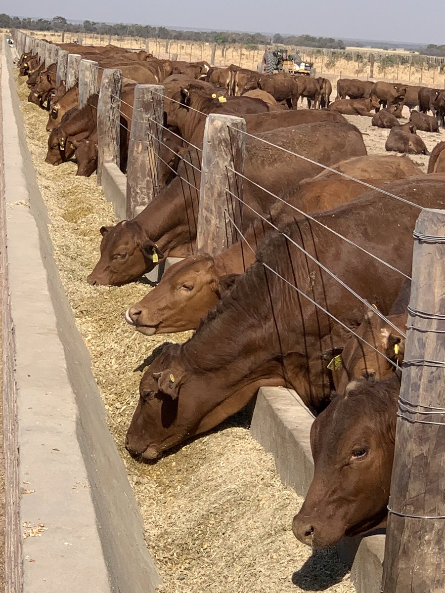 Mario Aguilar 🌽🐖 🐂♻️🧉 tweet media