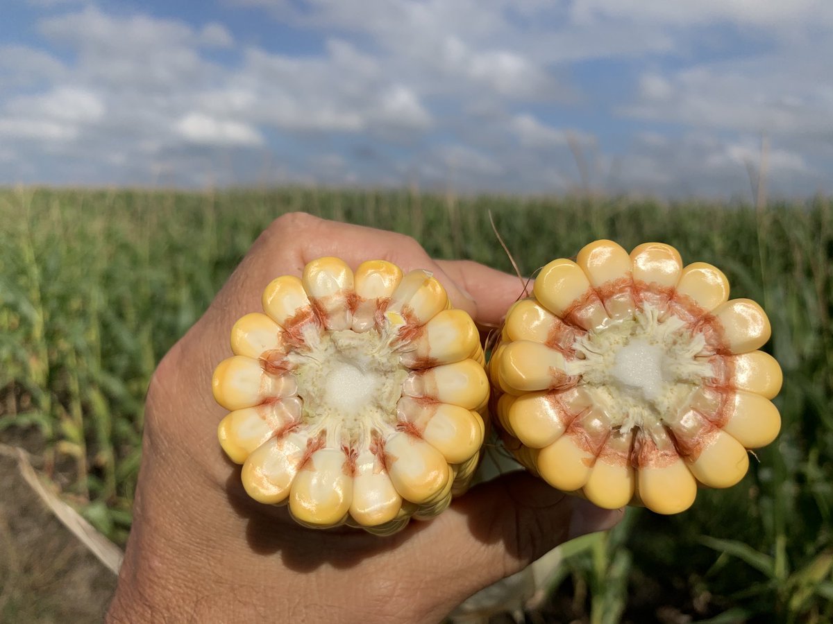 Mario Aguilar 🌽🐖 🐂♻️🧉 tweet media