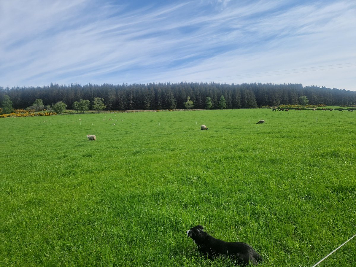 EdinvaleFarm's tweet photo. This is the week you worried about last week and all is good, or something.
Bit of 🌧 and 🌞 and the grass is now pumping along. 🍀 definitely doing its thing this week! Maybe back into the top 80% of farmers! #yaldi https://t.co/IJDHHlfnRd