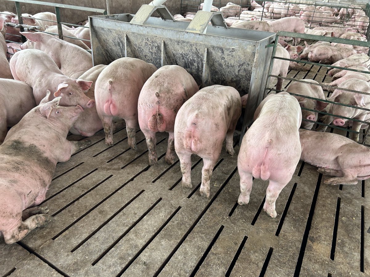 Mario Aguilar 🌽🐖 🐂♻️🧉 tweet media