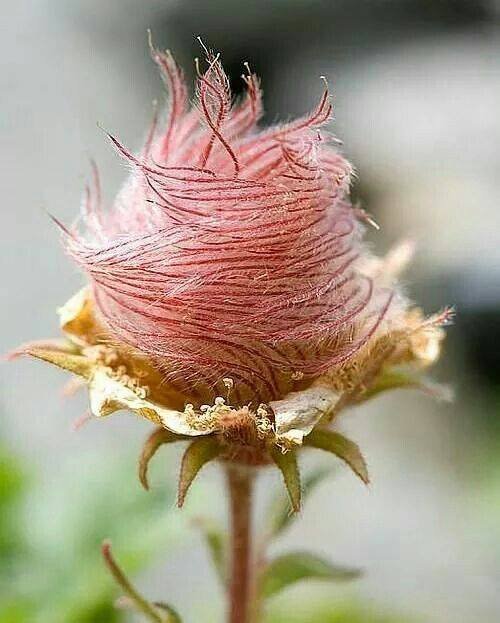 The flowers of Geum triflorum (or prairie smoke) are arranged in umbels of 3 to 5 flowers: their ring of many stamens sometimes produce nice shapes   

[read more: buff.ly/2tP0Vbs]