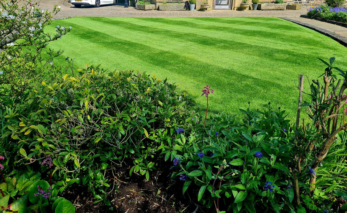 They've survived the winter with minimal maintenance... 🥴 scarified a few weeks ago and put some left over Sportgrass 6-2-8 on with a bag of A1 Premier Lawn seed/mixed in with topdressing and happy days. 👌 that'll do!