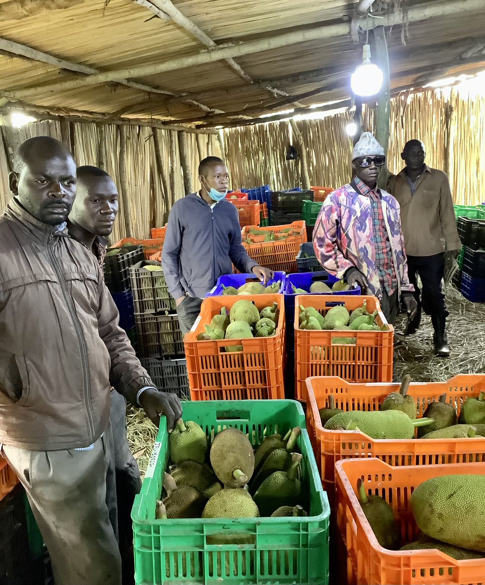 Karin_Boven's tweet photo. Exited to support this great initiative, ticking many boxes: dehydrated jackfruit can replace meat, jackfruit processing creates jobs, local processing adds value. #FiberFoods #jackfruit #plantbased #valuechaindevelopment #jobcreation #Uganda https://t.co/43lsnnjLBA