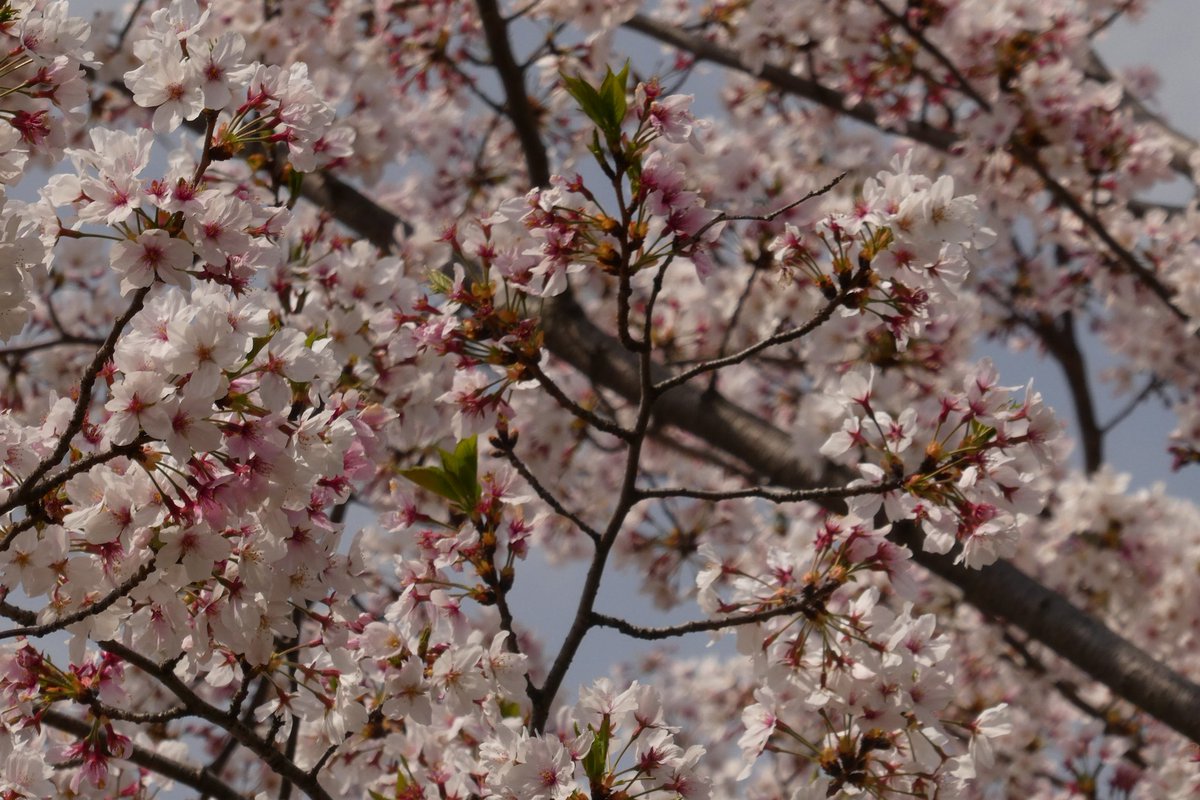 SIM_Moby tweet media