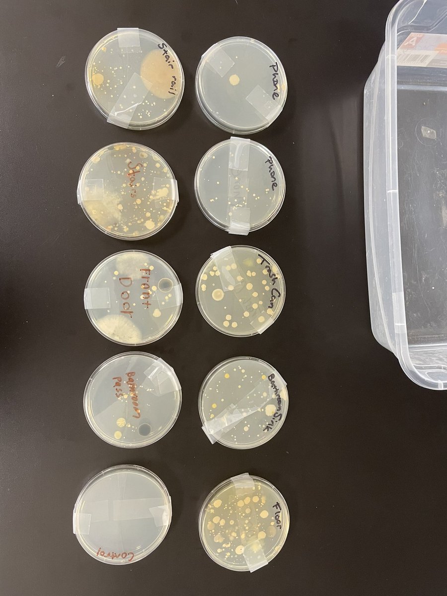 Elizabeth Wood (@sciteacherwood) on Twitter photo In #Bio2 SOL prep continues with a review of the nature of science and microbiology! Check out the bacteria and other microorganisms that students collected inside our school and grew for a week!
@apsvirginia @generalspride <a href="/WLHSAsstPrinPJ/">Paul Jamelske</a> @APSscience @Principal_WLHS In #Bio2 SOL prep continues with a review of the nature of science and microbiology! Check out the bacteria and other microorganisms that students collected inside our school and grew for a week!
@apsvirginia @generalspride <a href="/WLHSAsstPrinPJ/">Paul Jamelske</a> @APSscience @Principal_WLHS