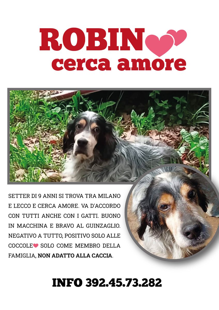 Mi aiutate a cd? <a href="/enpaonlus/">Enpa Odv</a> <a href="/leal_it/">LEAL Lega Antivivisezionista</a> #adozionecani #cani #setter #setteringlese