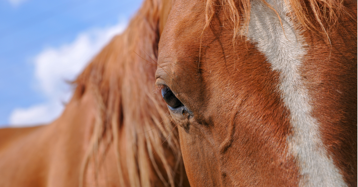 HorseSport_mag's tweet photo. Why ‘Moody Mare’ Memes are a Problem
'Funny' horse videos depicting equine behaviour can jeopardize our #SocialLicensetoOperate; increasingly, the court of public opinion is not on our side. #moodymares #chestnutmares #SLO #horsebehaviour #stereotypes
https://t.co/CcDjDuSJAI https://t.co/Isuz9aZDOF