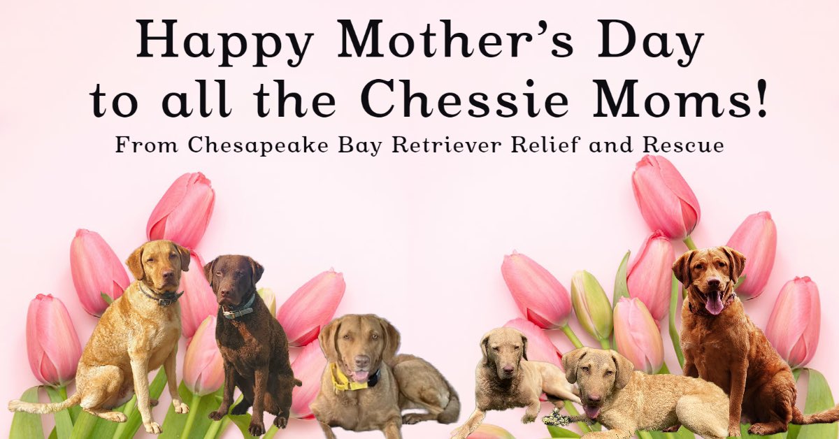 CBRRescue's tweet photo. #happymothersday2023 #DogsofTwittter #WhatChessiesDo https://t.co/WWdDkkUcLb