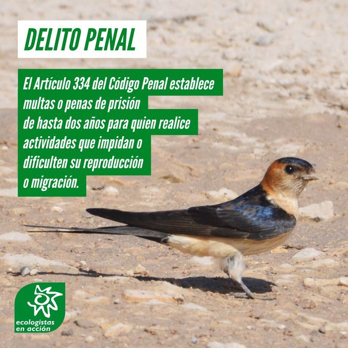 Hazlo viral 
#DiaMundialdelasAvesMigratorias  
#LasTresMosquiteras
DELITO PENAL 
El art. 334 del codigo penal establece penas de prisión de hasta 2 años para quien realice actividades que impidan o dificulten su reproducción o migración '
@ecologistas 
ecologistasenaccion.org/reclaman-orden……