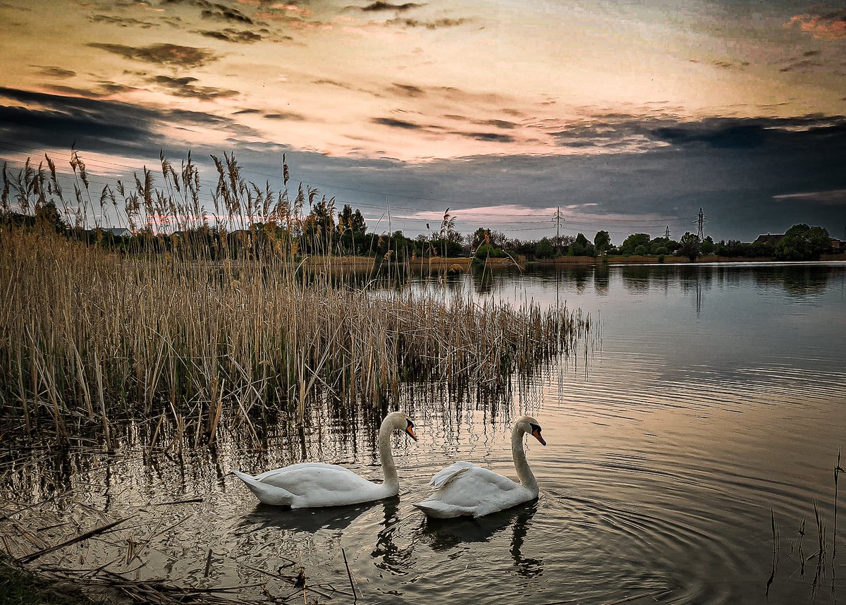 MishaCheprunov's tweet photo. Nice shot - i love this ❤️
#Swans #landscape #landscapephotography #travelblogger https://t.co/7HOWWBWOoc