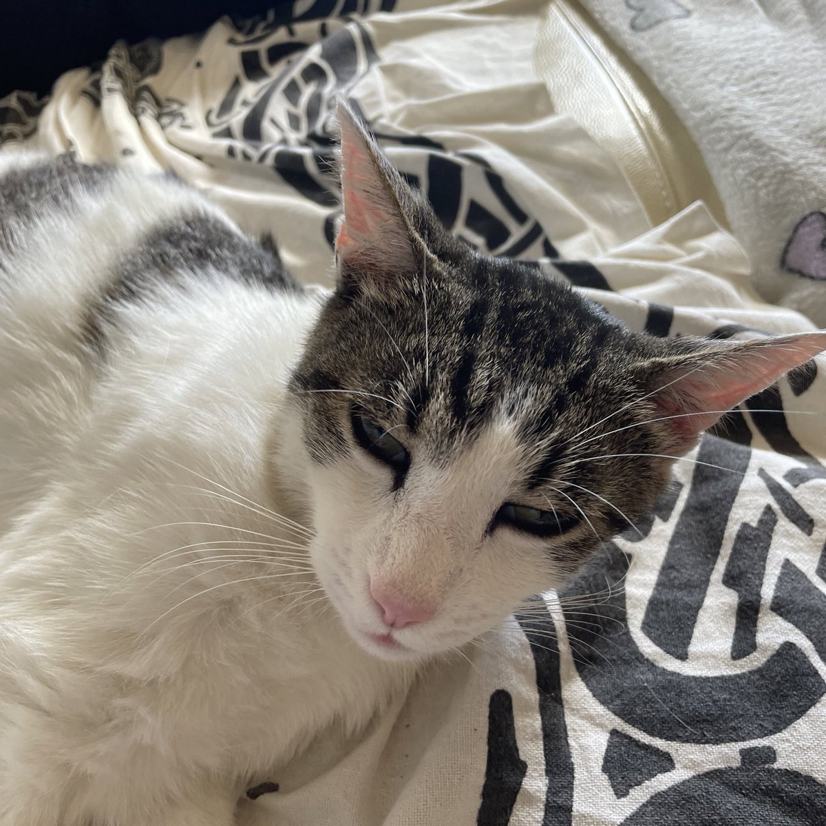 megera76's tweet image. Disapprovazione   #Piuma