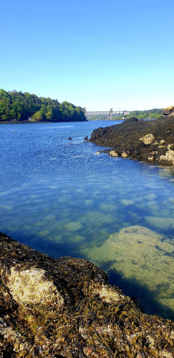 gwyneddsubaqua's tweet photo. 🤿Deifio bach gwych o dan Bont Fenai 💫 Great dive under Menai Bridge 🐟
#sdi #sdidivers #divestrong https://t.co/TjPoajnAQ0
