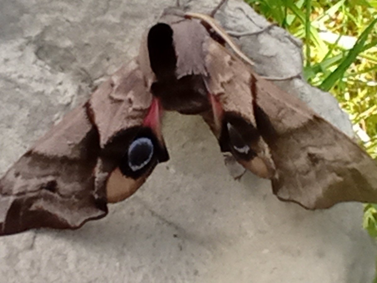 Good catch last night - at last.  Eyed Hawkmoth most stunning.  # MothsMatter # TeamMoth # Llynpeninsula