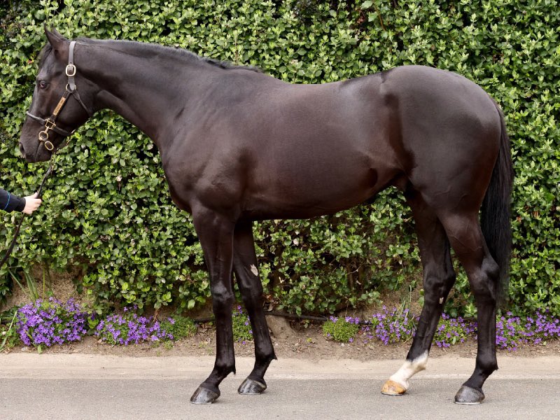 IrishNatStud's tweet photo. PHOENIX OF SPAIN ๐ช๐ธ colt x Aimhirgin Lass (lot 72) offered by @katiewalsh9 Greenhills Farm @InfoArqana Breeze Up is sold for โฌ160,000 to @JosephOBrien2 & @BlandfordBldstk ๐
#phoenixrising #INS #firstrunners #breezeup https://t.co/sDUKkGLeak
