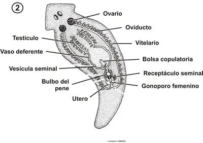 ZooAlumni's tweet photo. @ZooOUcup La mayoría de los #platelmintos son hermafroditas, conteniendo los aparatos reproductivos masculinos y femeninos a la vez. A pesar de ser de los organismos más sencillos que existen, su sistema reproductor es muy complejo. https://t.co/exzzg5zF8X