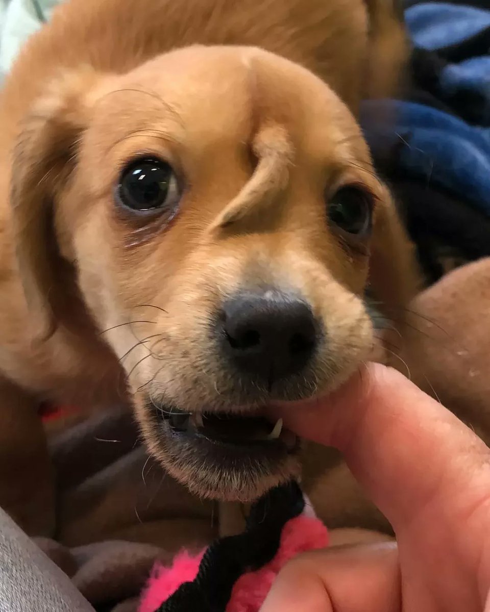 Puppy born with an Extra Tail on his Forehead 🙂
.
#animallovers #cutenessoverload #puppylove #beautifulanimals #dogs #cuteanimals #puppies #beautifuldogs #doglovers #pets #adorableanimals #puppyeyes #beautifulpuppies #petlovers #cutepuppies