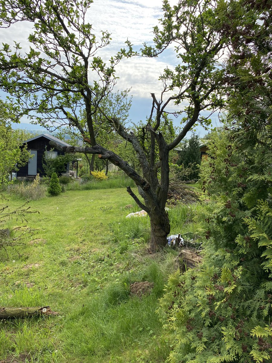 JanzOlomouce's tweet image. Dneska zahrada
Švestka skoro dole. Připrava na pískoviště.