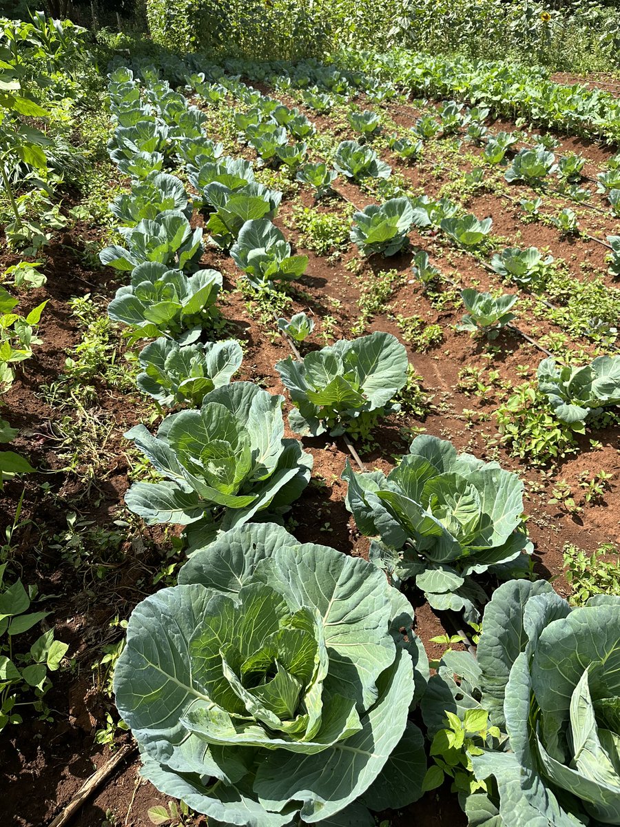 Chemalel 🤓 tweet media