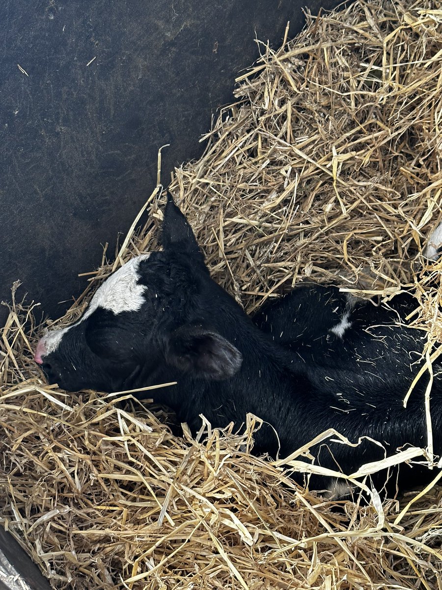 Another big one born, what a privilege to see these parental averages consistently north of +3000 TPI &amp; NM$ 950!⚠️