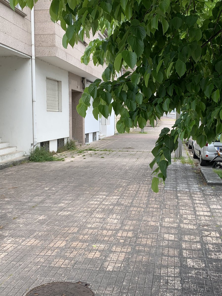ChTosar's tweet photo. @Pontevedrate Rúa Luís Braille cando ides limpar esta selva ? https://t.co/uT9m7akN88