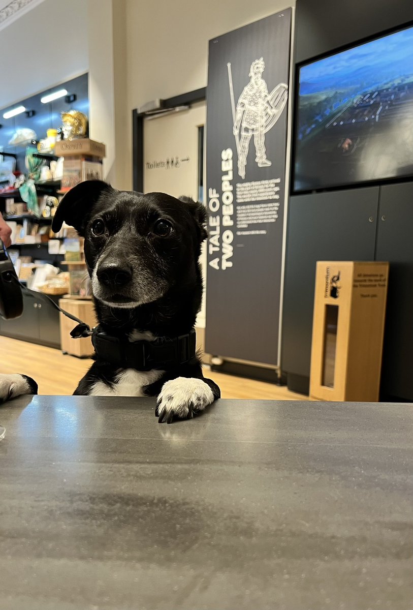 TrimontiumTrust's tweet photo. A visit from one of our #trimontium dogs today- the lovely Fizz. Here she is checking our doggy treat supplies are in good order #dogsinmuseums #dogfriendly ๐ถ https://t.co/5qBrz9Mu0P