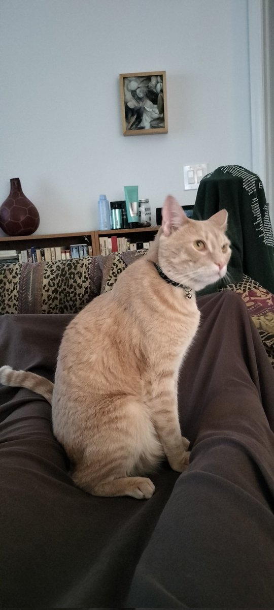 kirby_pov's tweet photo. Wake Up Daddy it's #Caturday 😼
#KirbysPOV #CatsOnTwitter #CatLover #LosGatosDeTwitter #ACatsLife https://t.co/SgXqVj1TpB
