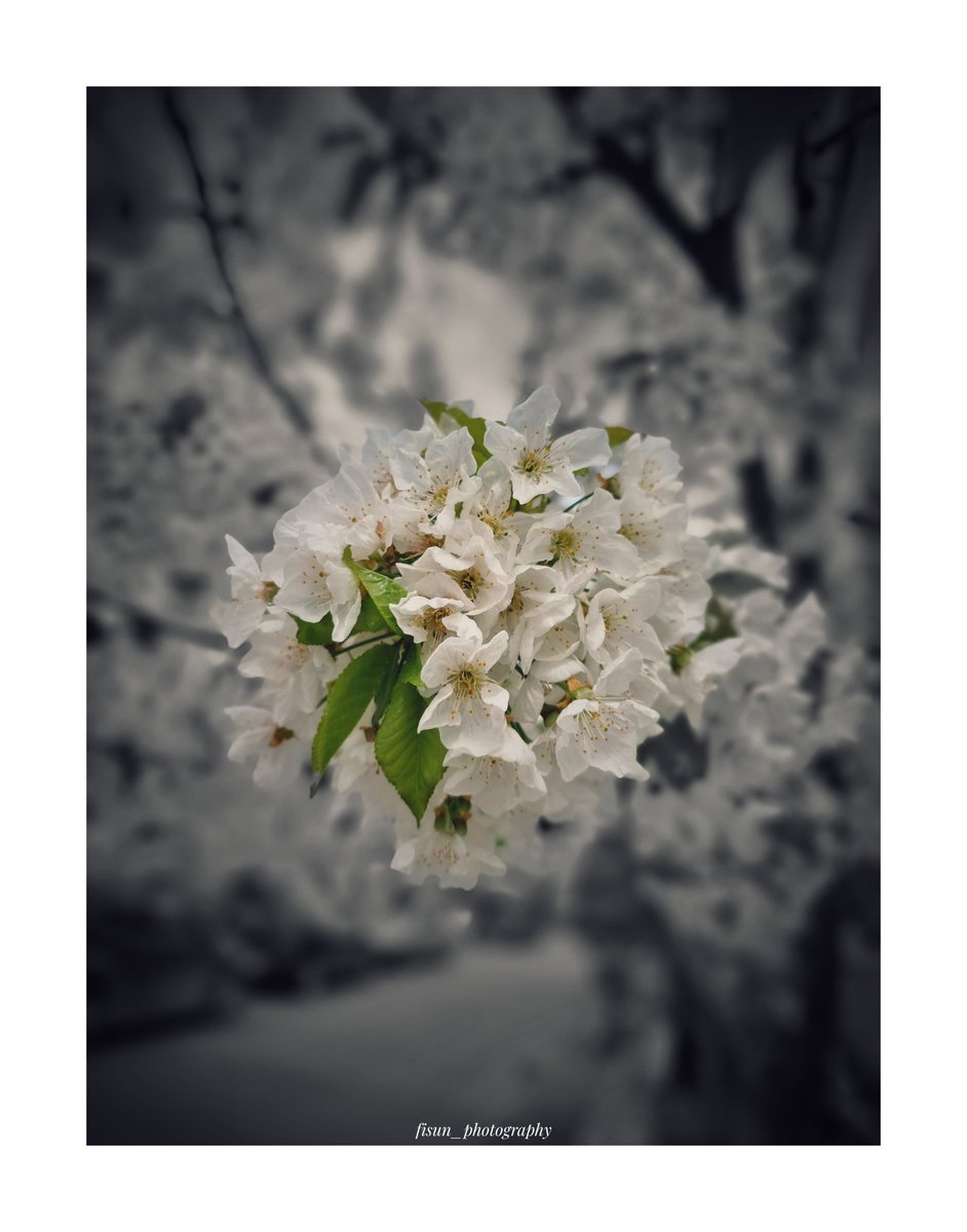 #spring #springflower #nikon #artphotographer #fineart #Flowers #flowerphotography