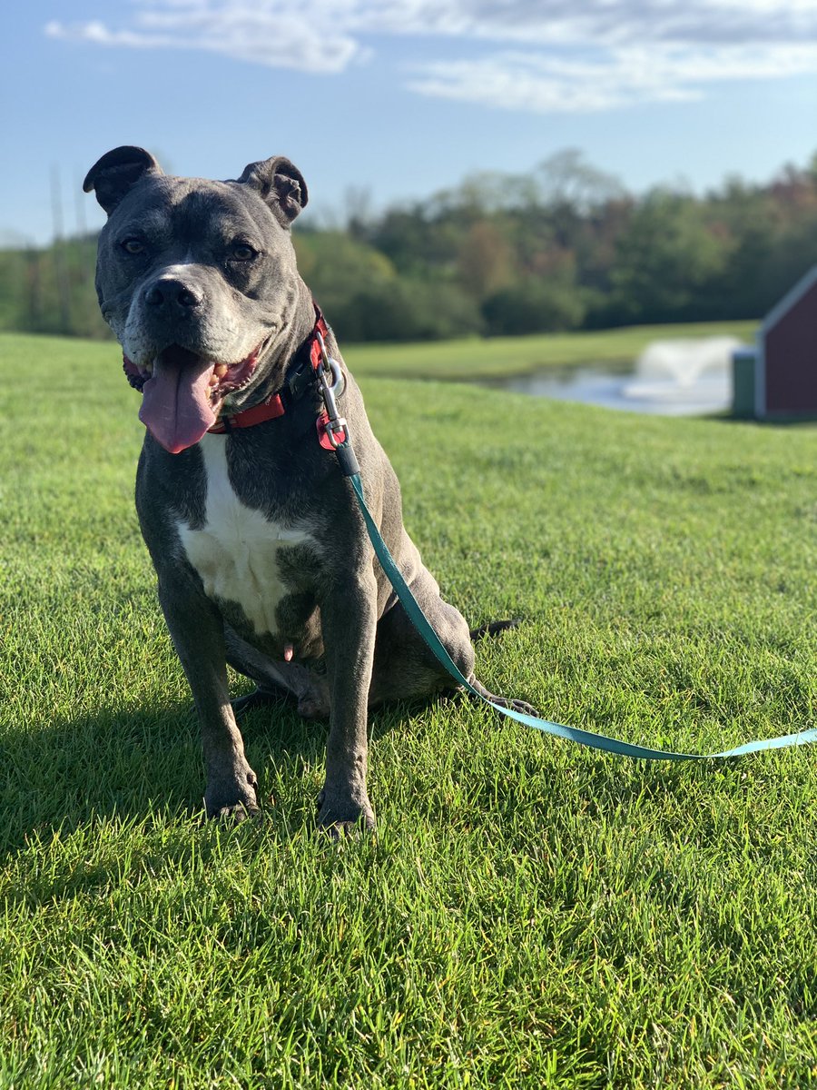 LiamFromLowell's tweet photo. I’m a golf dog now ⛳️ https://t.co/Lh2Li5syER