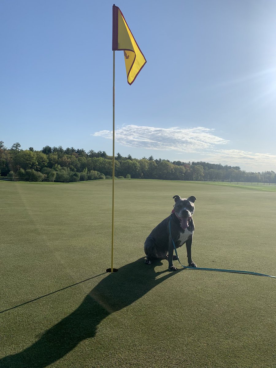 LiamFromLowell's tweet photo. I’m a golf dog now ⛳️ https://t.co/Lh2Li5syER