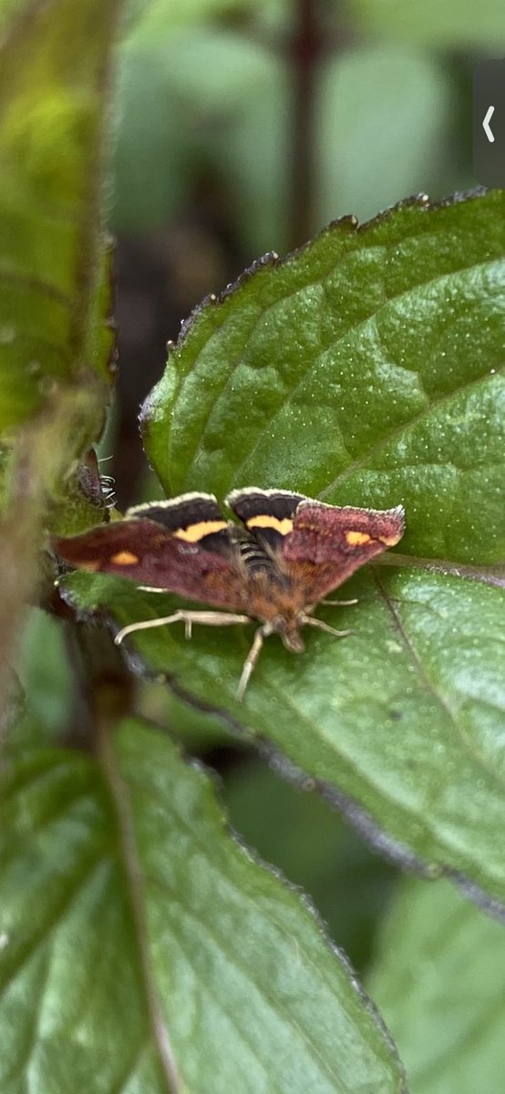 Alison Constantine tweet media