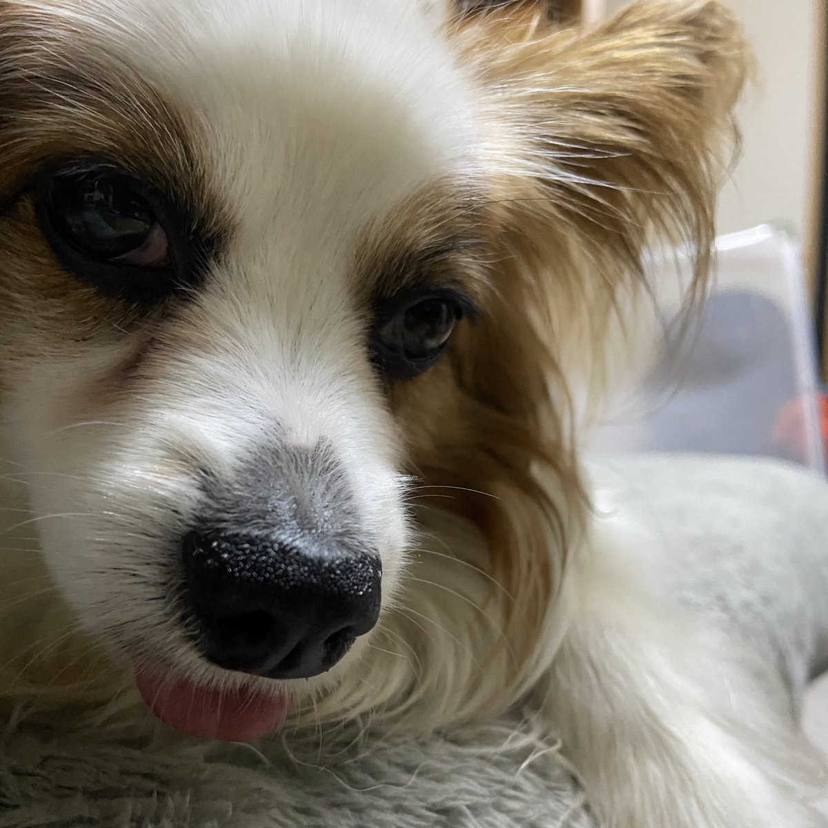 Papillon_Muffin's tweet photo. 雨降りでつまらないと申しております。

#パピヨン　#papillon https://t.co/lONdYHMMlO