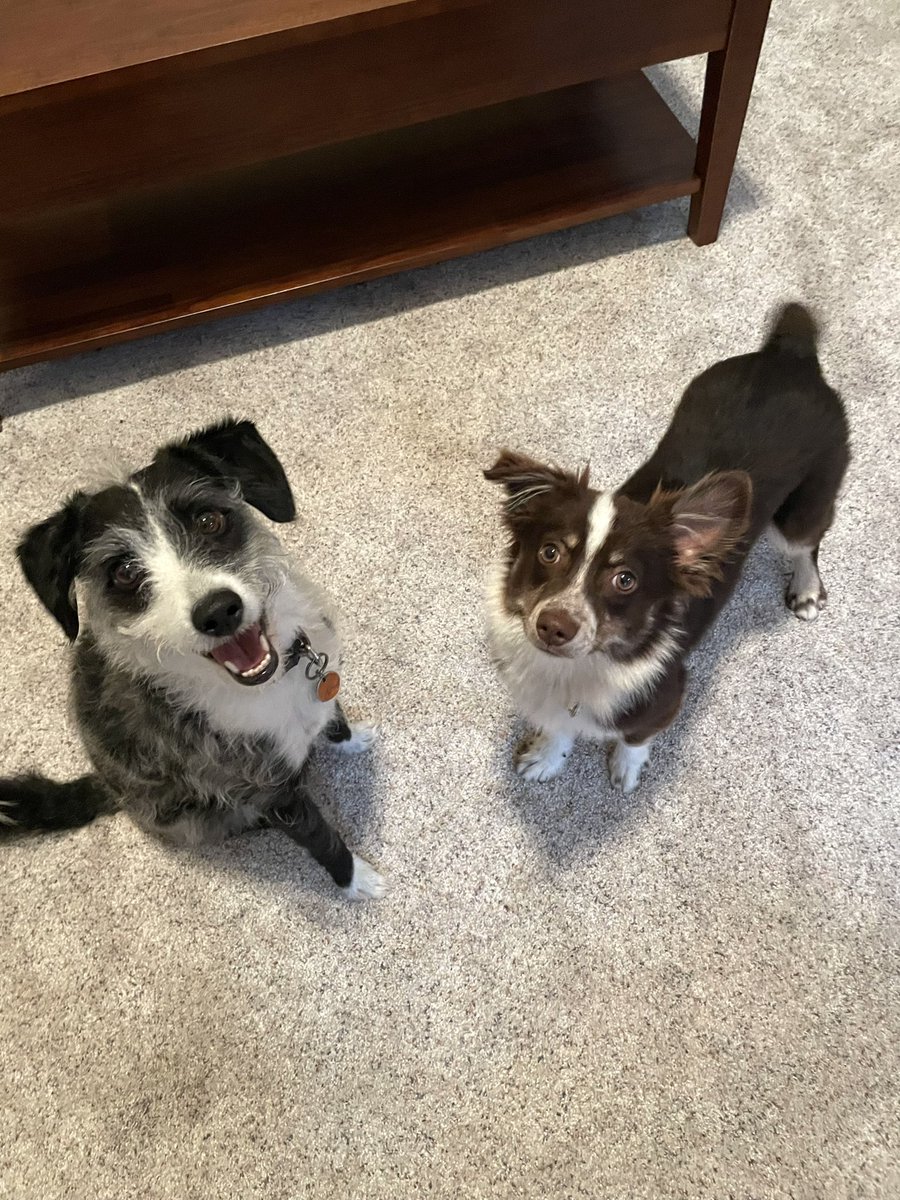 magicalsydney's tweet photo. If you see this tweet, QT with the most recent photo of your pet. No cheating

Visiting with my parents this weekend. Winston has a new best friend. 💕 https://t.co/bbmyyPkoz7