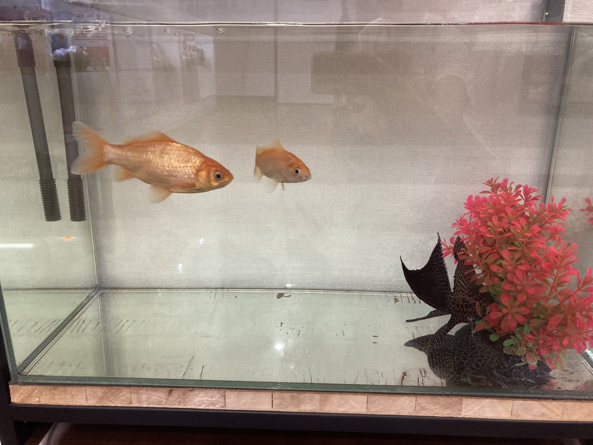 loveshopmoon's tweet photo. 新しい命〜〜🐟✨✨無事大きくなりますように！ https://t.co/jRXaPE4DqX